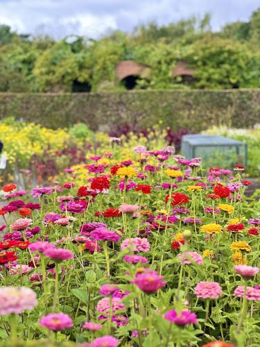 Plant Hunters' Fair at Norton Priory