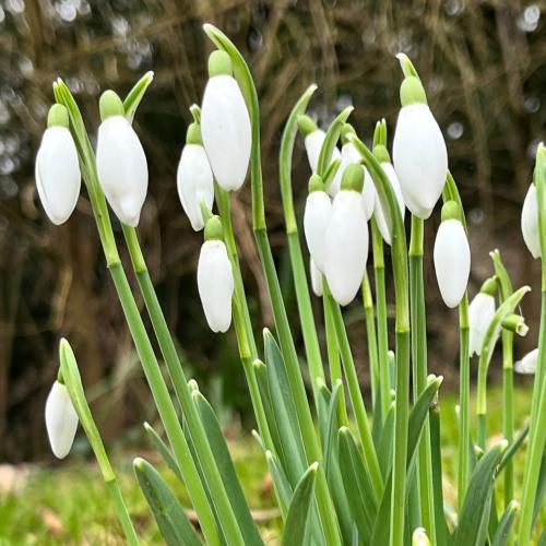 Walled Garden in Winter Tour