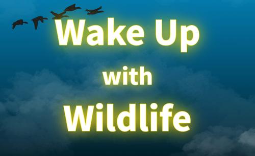 Wake Up with Wildlife - City Nature Challenge 2025