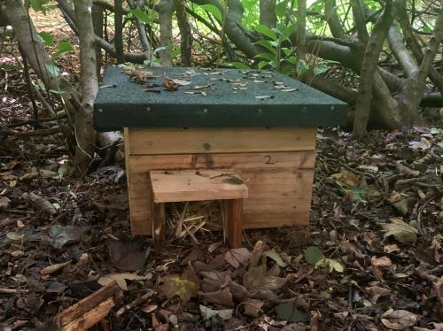 New Hedgehog Nest Boxes in the Woodland